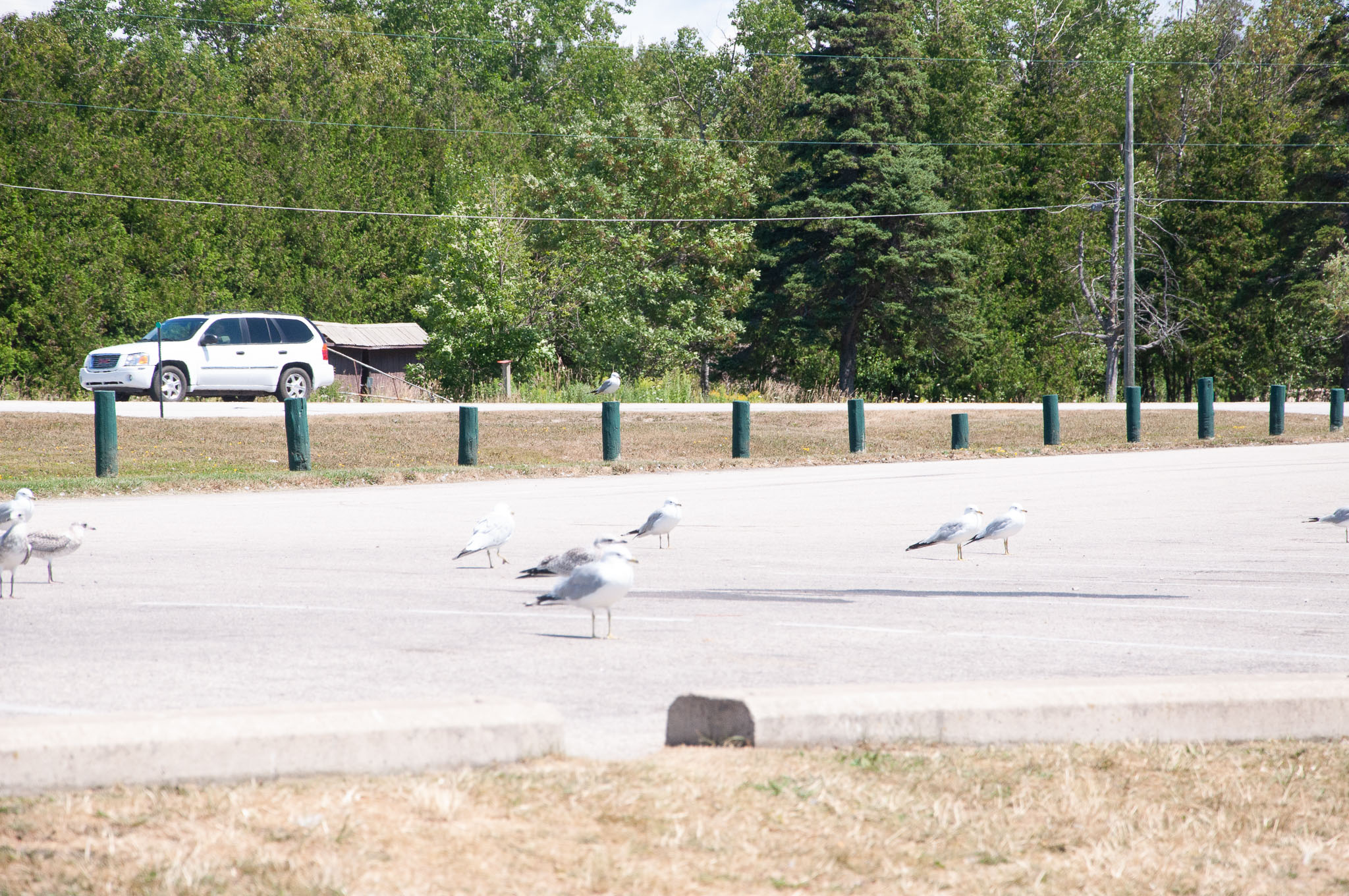 DSC_7534.jpg