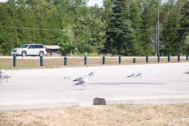 DSC_7534.jpg DSC_7534.jpg