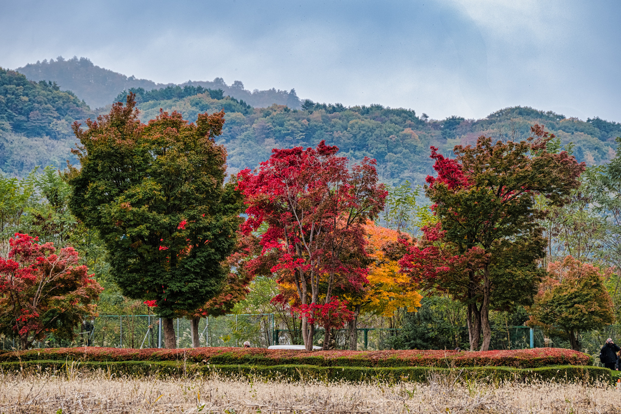Japan_20241109_DSC_00049-Edit.jpg