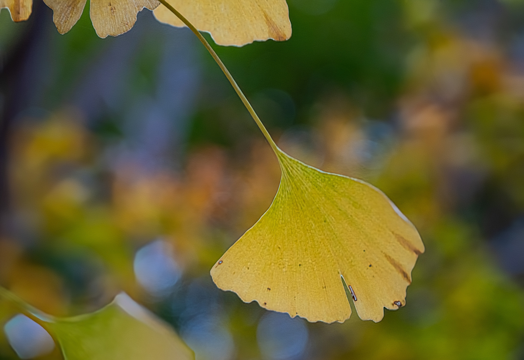 Japan_20241109_DSC_00070-Edit.jpg