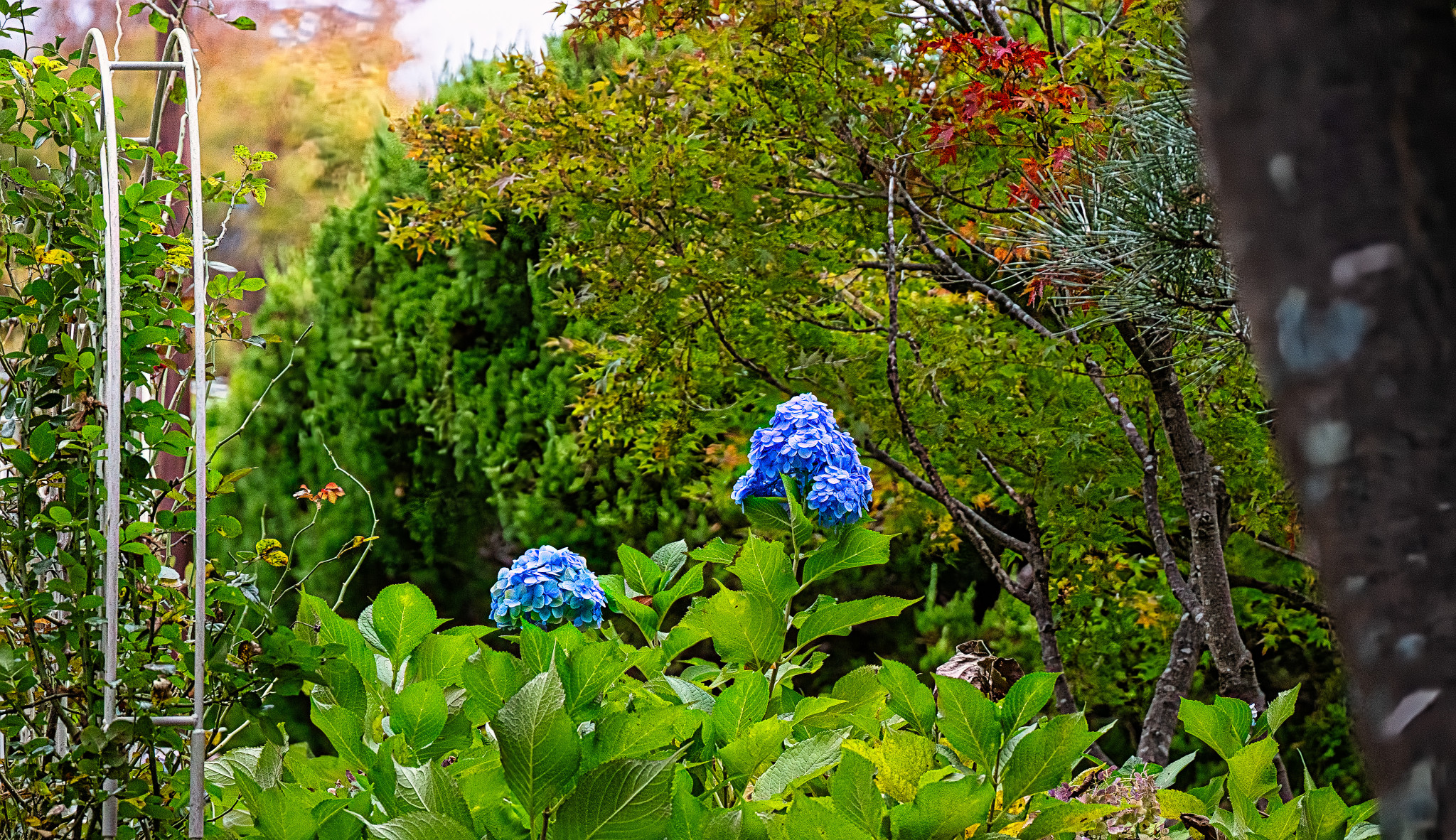 Japan_20241109_DSC_00075-Edit.jpg