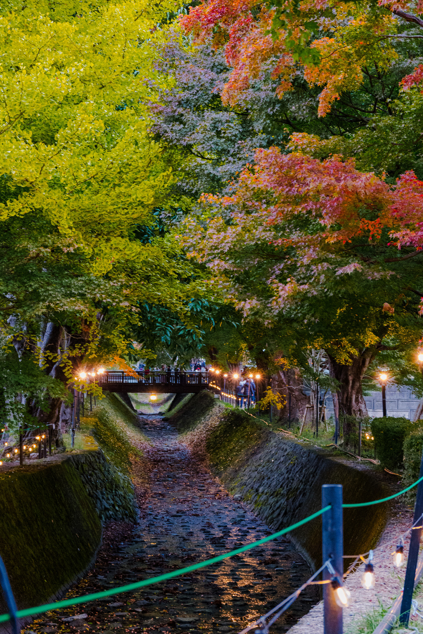 Japan_20241110_DSC_00098.jpg