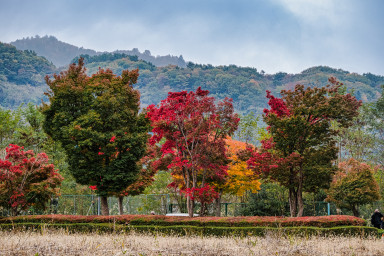 Japan_20241109_DSC_00049-Edit.jpg Japan_20241109_DSC_00049-Edit.jpg