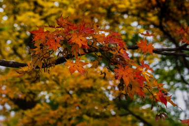 Japan_20241109_DSC_00066.jpg Japan_20241109_DSC_00066.jpg