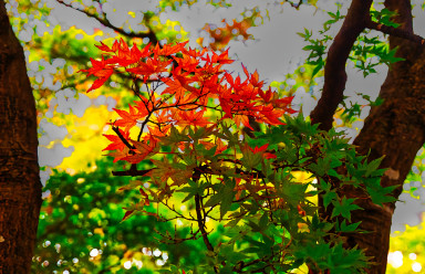Japan_20241109_DSC_00068-Edit.jpg Japan_20241109_DSC_00068-Edit.jpg